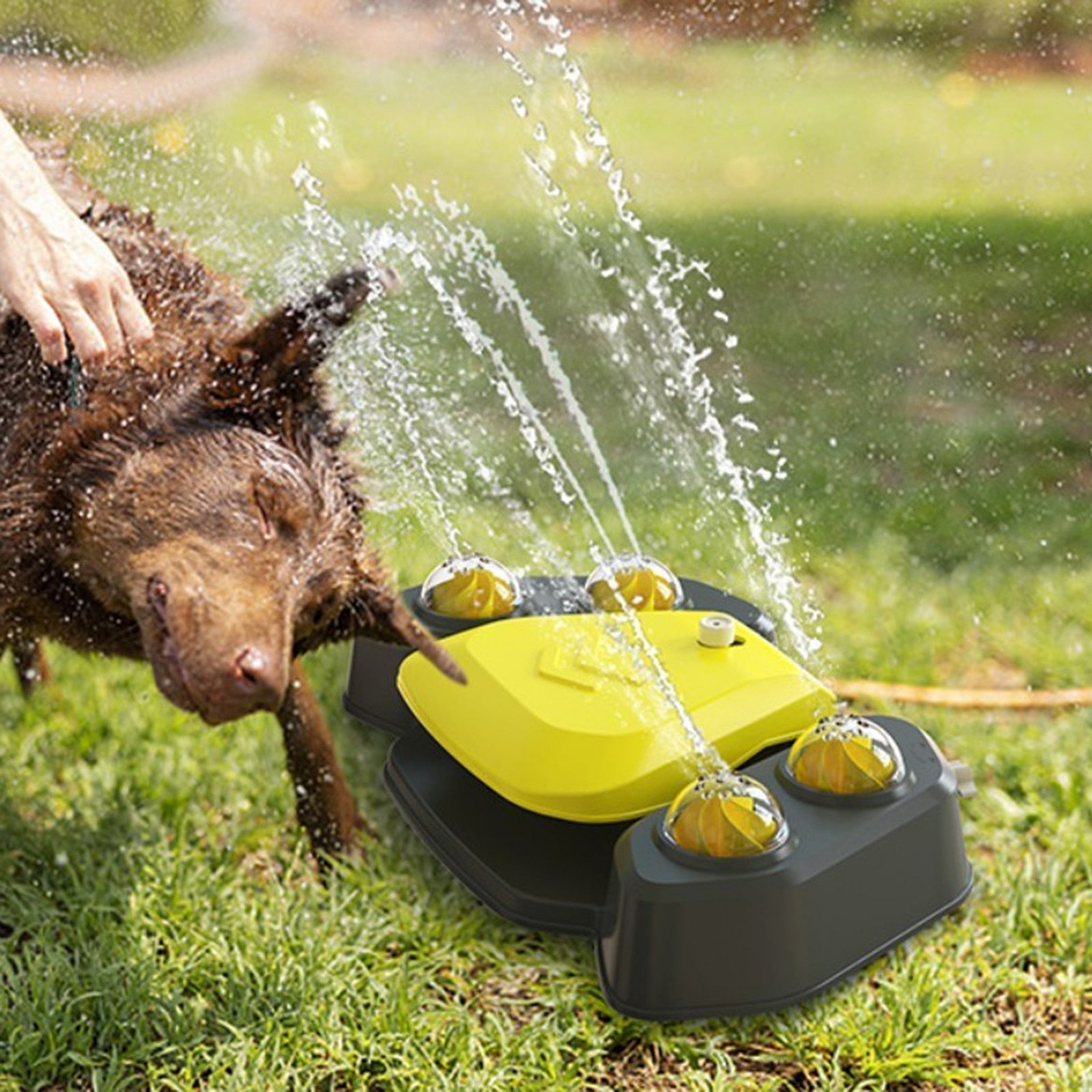 Dog Water Sprinkler - Alvorro