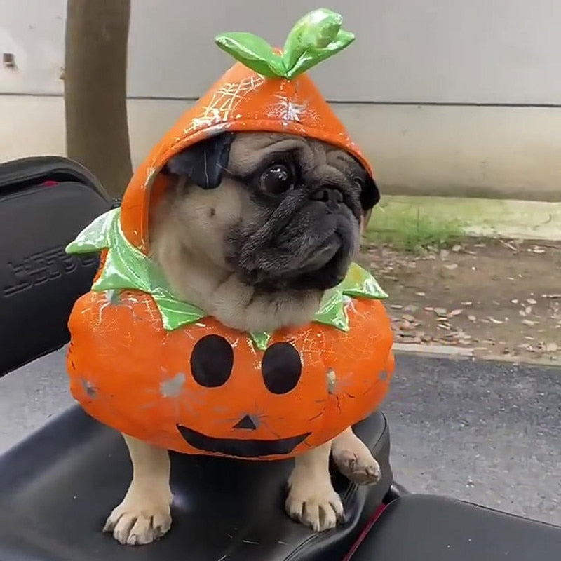 Dog Pumpkin Halloween Costume - Alvorro