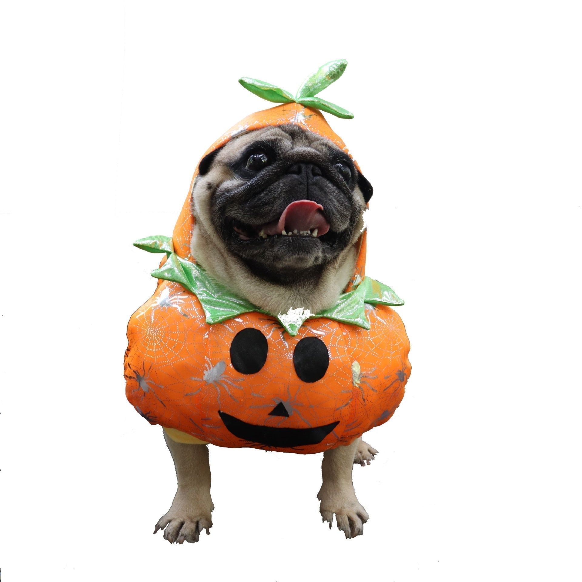 Dog Pumpkin Halloween Costume - Alvorro